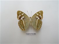 藏品(金鎧蛺蝶)的圖片